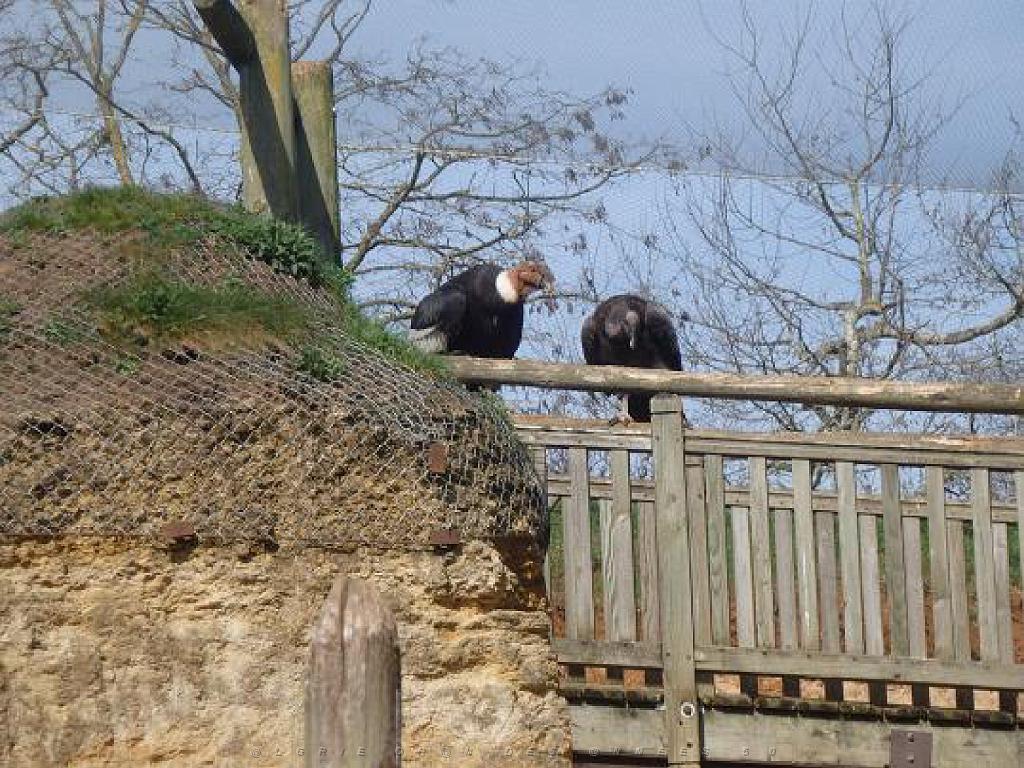 149 BIO PARC DE DOUE LA FONTAINE 6- 2016_000016.jpg